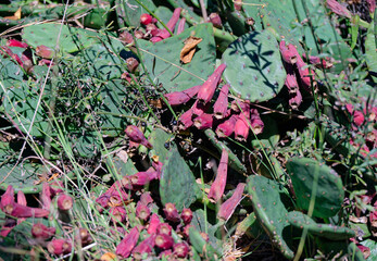 Prickly pear (Opuntia) in National Botanical Garden of Georgia.