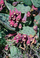 Prickly pear (Opuntia) in National Botanical Garden of Georgia.