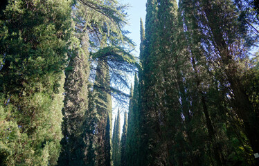 Cupressus sempervirens in National Botanical Garden of Georgia.