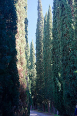 Cupressus sempervirens in National Botanical Garden of Georgia.