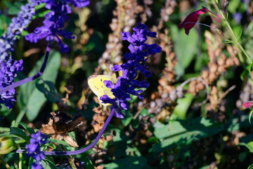 Pale clouded yellow  (Colias hyale) in National Botanical Garden of Georgia.