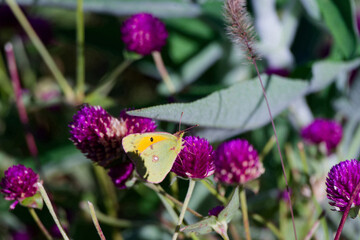 Pale clouded yellow  (Colias hyale) in National Botanical Garden of Georgia.