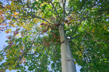 Firmiana simplex, commonly known as the Chinese parasol tree.
