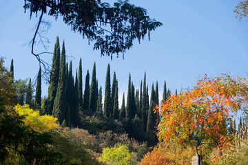 Cupressus sempervirens in National Botanical Garden of Georgia.