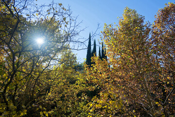 Cupressus sempervirens in National Botanical Garden of Georgia.
