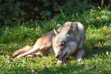 Grey wolf lying on grass licking its leg

