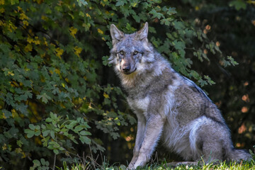 Fototapeta premium Young wolf sitting on grass near the forest