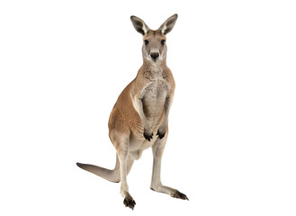 Fototapeta premium Red Kangaroo Standing Tall on white background Isolated on Transparent Background