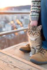 Small tabby kitten sitting beside a person at a scenic viewpoint with city lights in the background