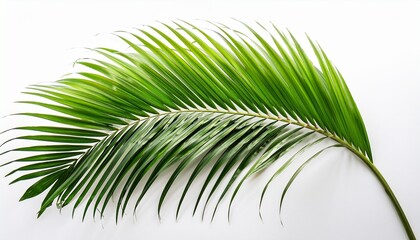 Obraz premium Ai Generated Image Of A Vibrant Green Palm Frond Isolated On Transparent Background