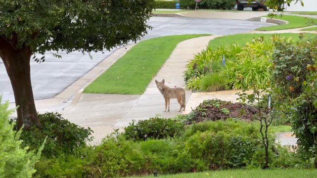 Coyote wandering the streets of Los Angeles on a rainy day, Southern California