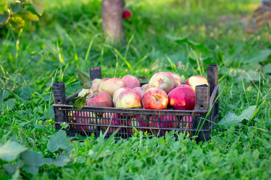 A crate overflowing with freshly picked, bright red and yellow apples stands on the green grass of an orchard. Harvest - Powered by Adobe