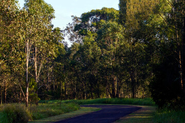 Obraz premium A Walk in the Woods