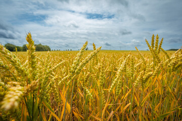 Closeup of ripe Soft Wheat on Field on a perfect Summer Day with blue Sky and white Clouds; Copy Space; Concept for Agriculture and Food Industry