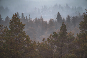 Obraz premium Aerial View of Pine Forest Tree Tops Emerging from a Blanket of Fog.