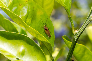 Australian Bush Cockroach (Ellipsidion humerale)