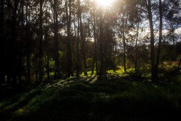 Obraz premium Eucalyptus Forest in Sydney, Australia
