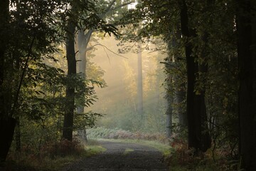 A path through a fairytale autumn forest on a foggy morning