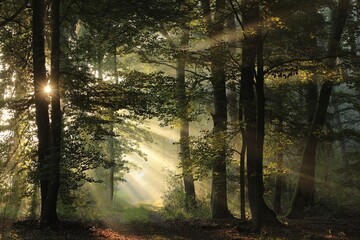 The sun's rays fall on a forest path on a foggy autumn morning