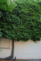 Tree Growing Beside Building with Dense Green Foliage. Charming garden corner featuring white painted wooden bench beside lush white rose bushes and ornamental black lamp post. 