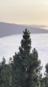 Mount Teide, Sunset Sun and Coniferous Tree Above Clouds in Tenerife. Vertical Scenery of Mirador de Chipeque in Canary Islands.