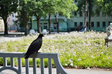 Historic Garden with Red Roses and Stone Statue. A picturesque view of a lush, formal garden featuring vibrant red roses and manicured green hedges, set against an old stone wall. 