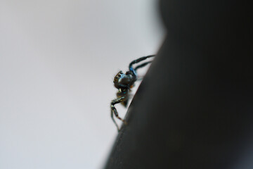 jumping spider on a leaf
