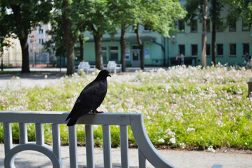 Historic Garden with Red Roses and Stone Statue. A picturesque view of a lush, formal garden featuring vibrant red roses and manicured green hedges, set against an old stone wall. 