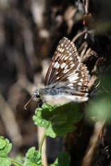 butterfly on a leaf