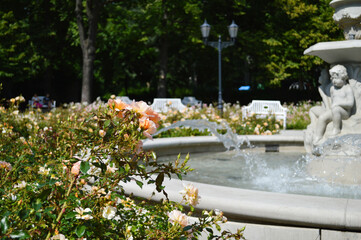 Fountain Among Blooming Roses. A decorative stone fountain with sculpted cherub-like figures pours clear streams of water into a circular basin, surrounded by blooming roses and greenery