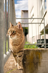 small brown tabby cat walking on the concrete edge surrounded by a railing.