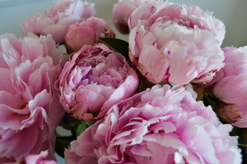 Pink Peonies in a Glass Vase Against White Wall. A bouquet of lush pink peonies with green leaves is arranged in a transparent glass vase set against a classic white wall with molding
