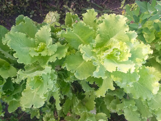 Fresh green lettuce growing in a garden bed, top view.