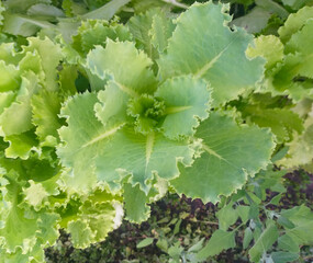 Fresh green lettuce growing in a garden bed, top view.