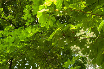 Green leaves fill the frame &mdash; chestnut leaves in the foreground and maple leaves in the background. Summer, sunlight.