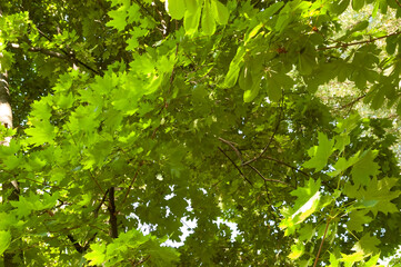 Green leaves fill the frame &mdash; chestnut leaves in the foreground and maple leaves in the background. Summer, sunlight.