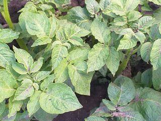 Green potato plants growing in the garden bed, lush leaves photographed from above, top view of potato foliage in summer.