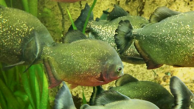 Piranhas in captivity