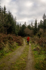 Fototapeta premium hiking in the woods with dogs