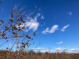 dry autumn field against blue sky