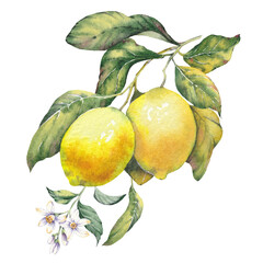 Watercolor illustration of a lemon fruit branches, hand-painted isolated clip art. Inspired by the timeless Mediterranean aesthetic of the Amalfi Coast. Perfect for summer-themed prints, packaging