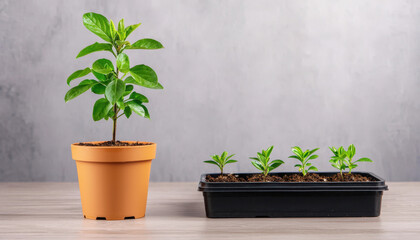 A potted plant stands beside a tray of seedlings on a wooden surface, showcasing growth and gardening potential.