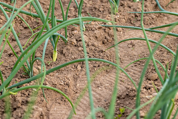 onions growing in an agricultural field, dry summer weather with dry soil, the need for maintenance and watering of green onions