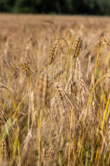 yellow grain in sunny summer weather in the summer on the territory of the agricultural field