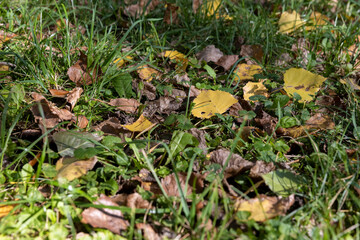 green grass and fallen yellow dry foliage from deciduous trees at the beginning of leaf fall, colorful foliage lying on the ground in the autumn season in sunny weather
