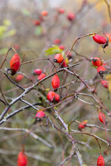 red fruits on shrub branches in the autumn season, beautiful rosehip fruits in cloudy autumn weather on a foggy morning