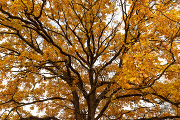 Fototapeta premium cloudy weather in mid-autumn before the fall of leaves , the yellow foliage of the oak tree which is one of the last to fall in autumn