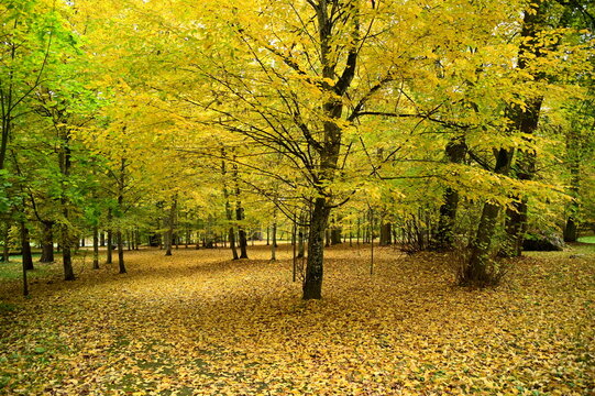 autumn trees in the park