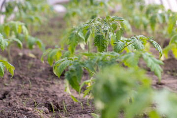 green tomatoes grown in a warm greenhouse in the summer, young tomatoes growing in a greenhouse in the summer in cold weather