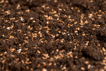 brown soil with the addition of ripe flax seeds to obtain a new crop, a large number of small brown flax seeds scattered on brown soil in the field to harvest flax for industrial use